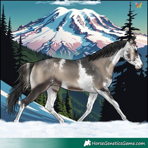 Horse Color:Blue Onyx Sabino 