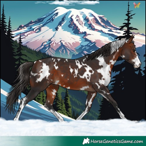 Horse Color:White Spotted Bay Sabino 