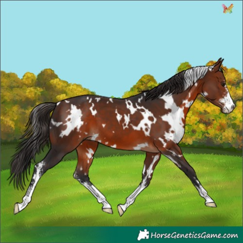 Horse Color:White Spotted Bay Sabino 