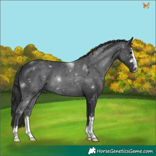 Horse Color:Black 