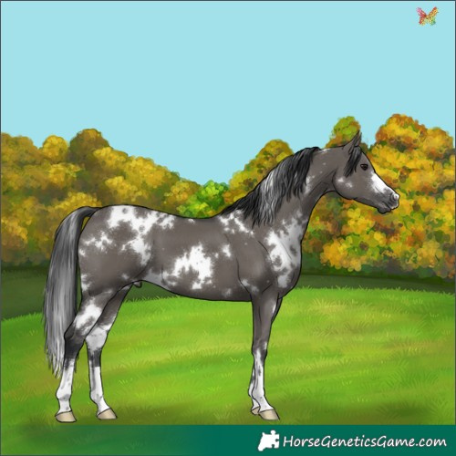 Horse Color:White Spotted Grullo 