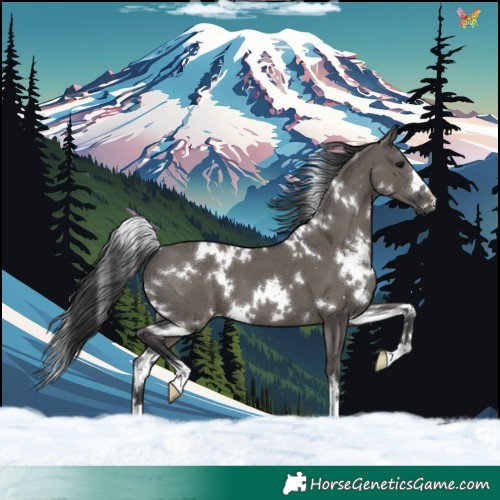 Horse Color:White Spotted Grullo 