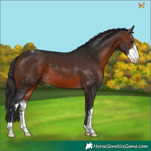 Horse Color:Brown Sabino 