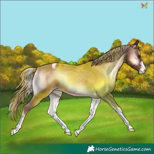 Horse Color:Red Onyx Appaloosa 