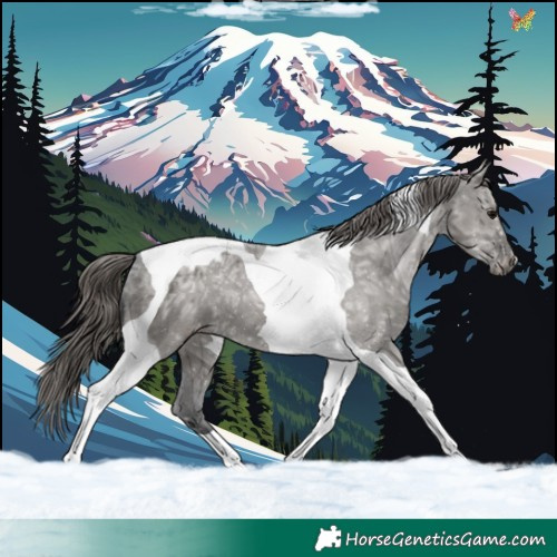 Horse Color:Grullo Ice Tobiano Blanket 