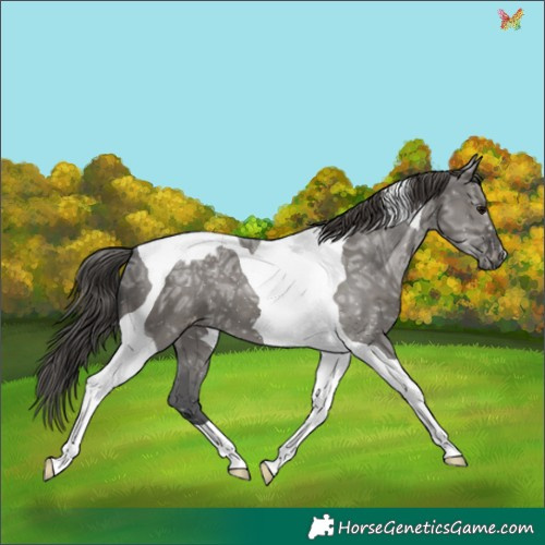 Horse Color:Grullo Ice Tobiano Appaloosa 