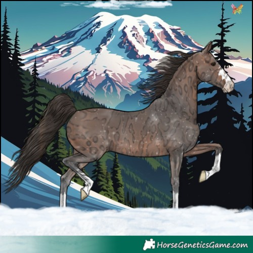 Horse Color:Bay Ice 