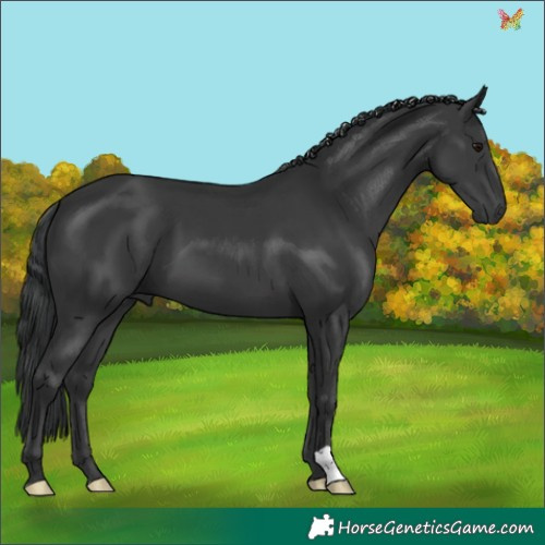 Horse Color:Black 