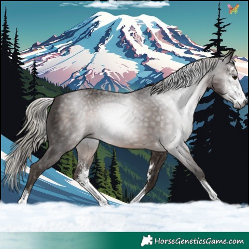 Horse Color:Gray Silver Black Sabino 