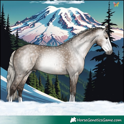 Horse Color:Gray Silver Grullo Sabino 