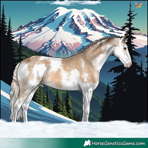 Horse Color:Chocolate Palomino Sabino Splash 