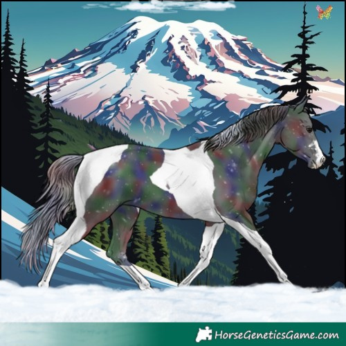 Horse Color:Nacre Black Tobiano 