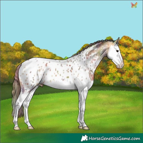 Horse Color:Nacre Buckskin Splash Appaloosa 