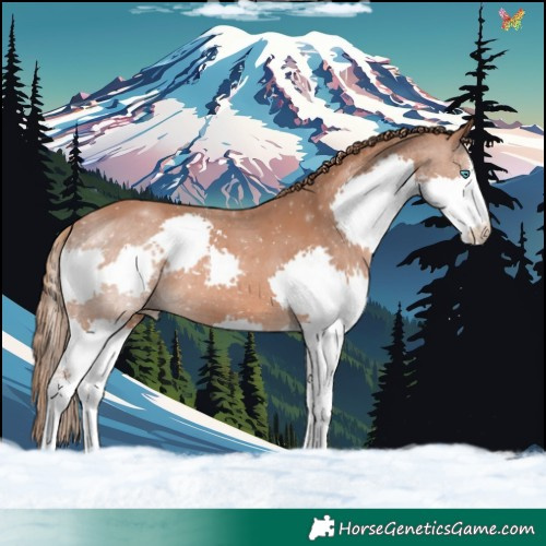 Horse Color:Chestnut Sabino Splash 