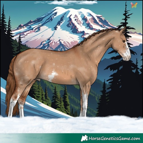 Horse Color:Red Dun Sabino 