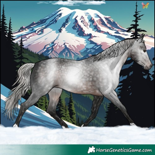 Horse Color:Gray Silver Brown 