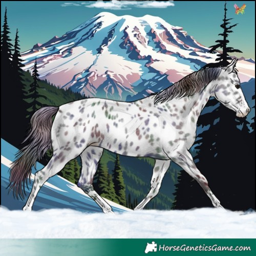 Horse Color:Nacre Blue Roan Appaloosa 