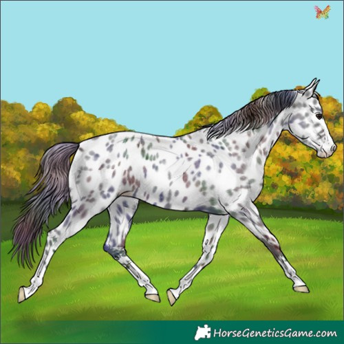 Horse Color:Nacre Blue Roan Appaloosa 