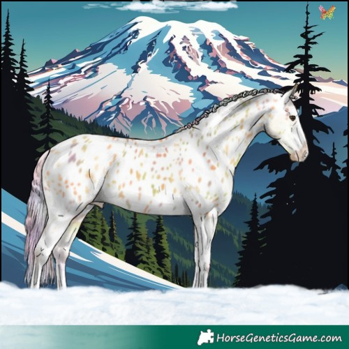 Horse Color:Nacre Palomino Appaloosa 
