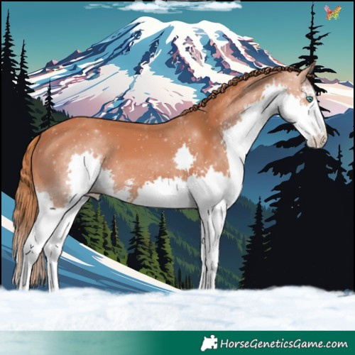 Horse Color:Chestnut Sabino Splash 