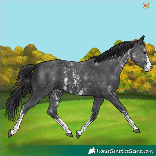 Horse Color:Black Sabino 