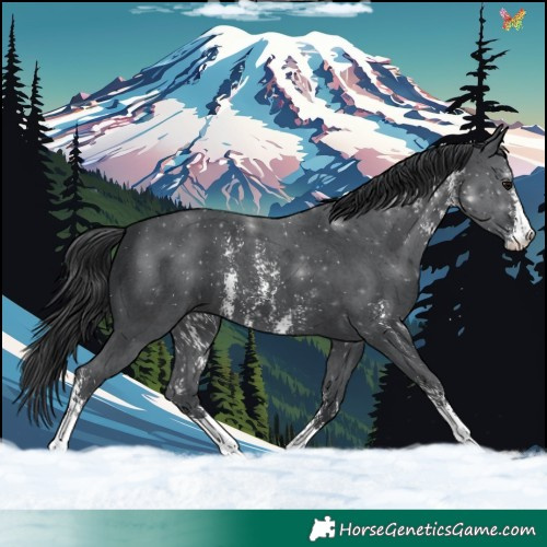 Horse Color:Black Sabino 