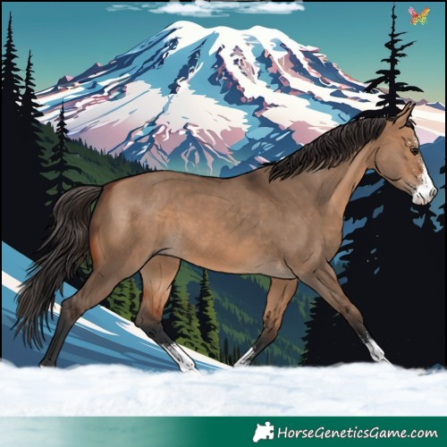 Horse Color:Bay Dun Sabino 