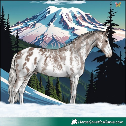 Horse Color:Silver Black Sabino Blanket 