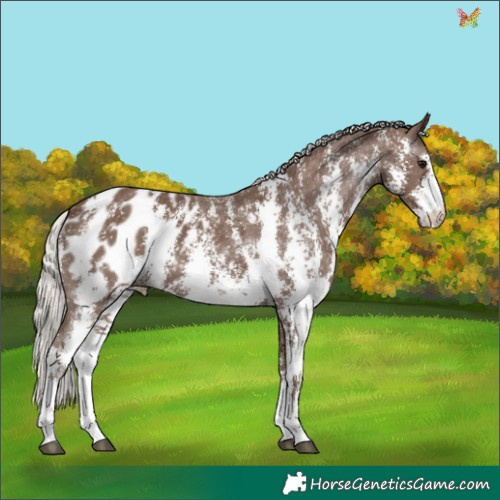 Horse Color:Silver Black Sabino Appaloosa 