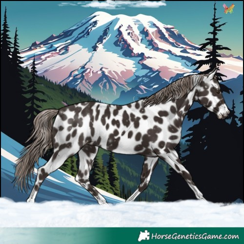 Horse Color:Liver Chestnut Tobiano Leopard 