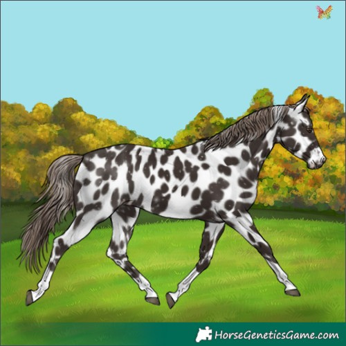 Horse Color:Liver Chestnut Tobiano Appaloosa 