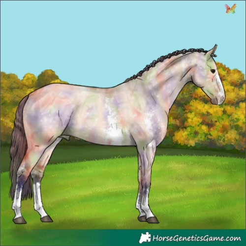 Horse Color:Nacre Bay Ice Dun Sabino 