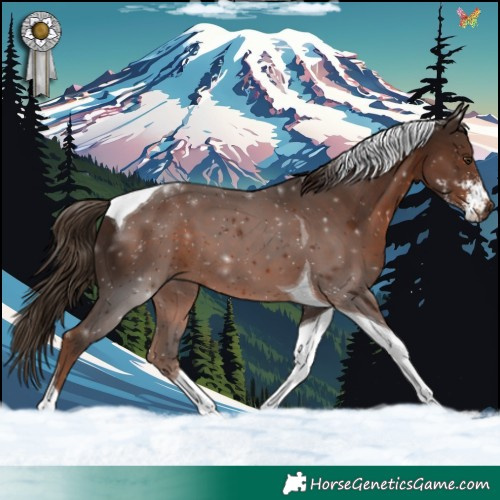 Horse Color:Liver Chestnut Sabino Tobiano 