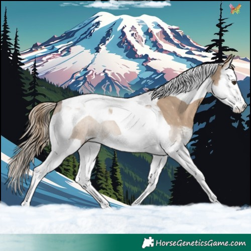 Horse Color:Liver Red Dun Sabino Splash Tobiano 