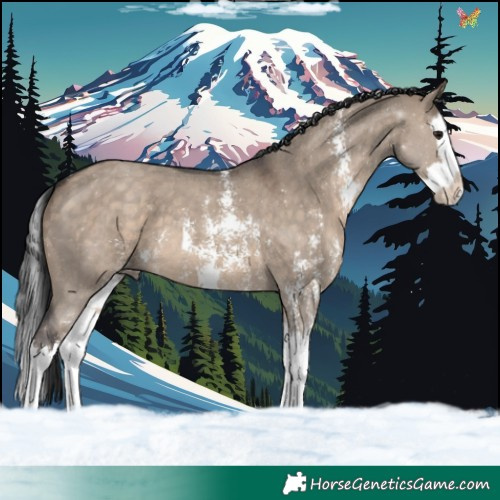 Horse Color:Brown Dun Sabino Splash 