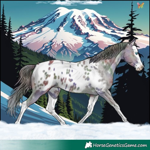 Horse Color:Nacre Grullo Splash Appaloosa 