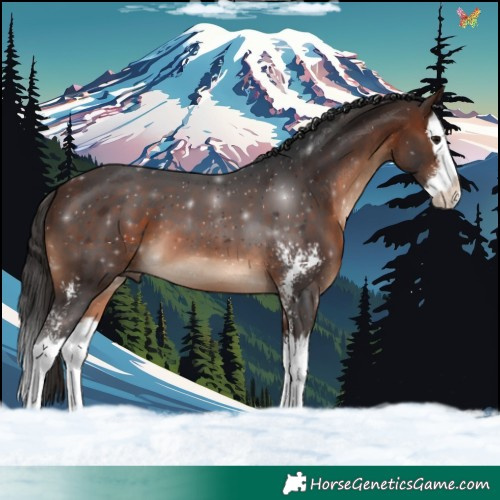 Horse Color:Brown Sabino Splash 