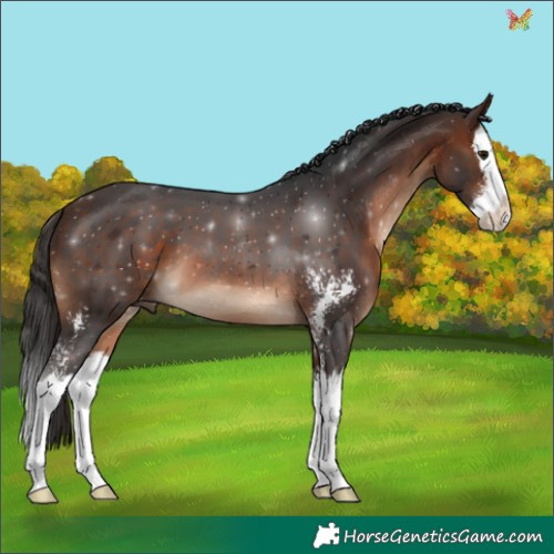 Horse Color:Brown Sabino Splash 