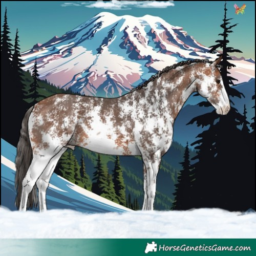 Horse Color:Bay Sabino 