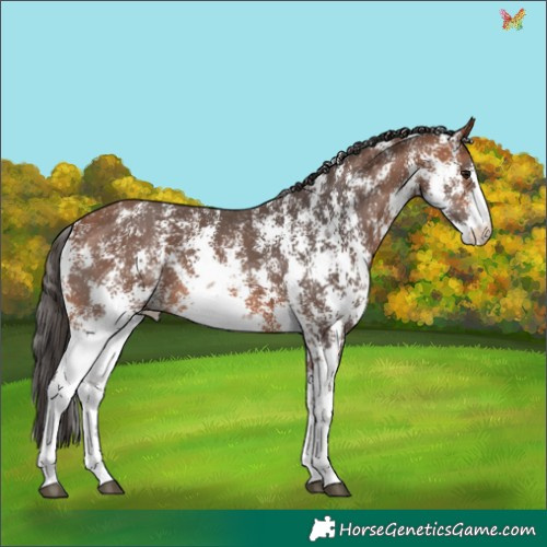 Horse Color:Bay Sabino 