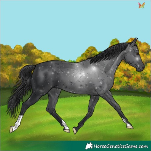Horse Color:Black 