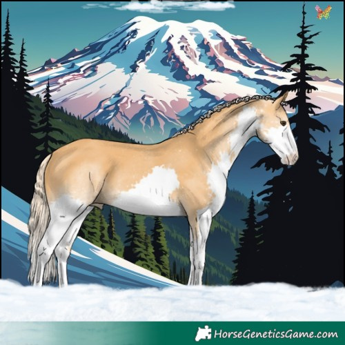 Horse Color:Palomino Splash 