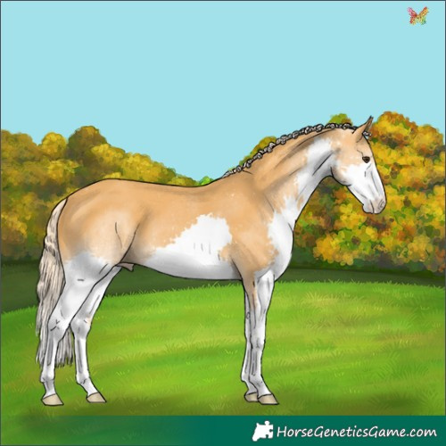 Horse Color:Palomino Splash 
