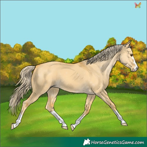 Horse Color:Palomino Dun 
