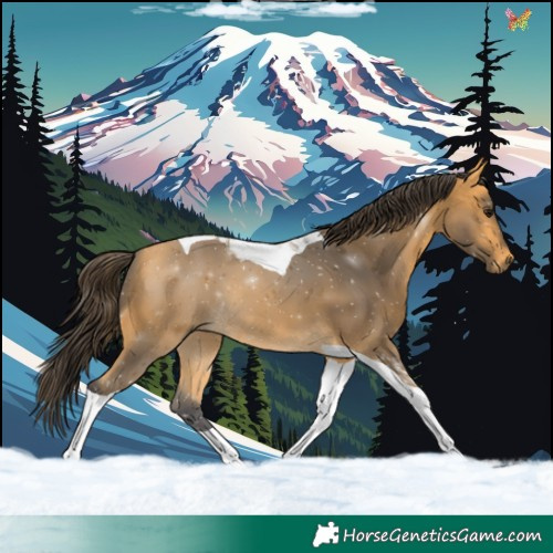Horse Color:Buckskin Tobiano 