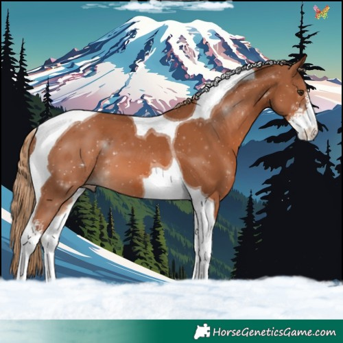 Horse Color:Chestnut Sabino Tobiano 