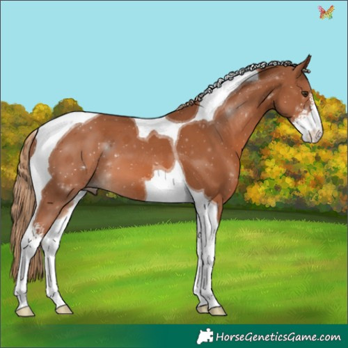 Horse Color:Chestnut Sabino Tobiano 