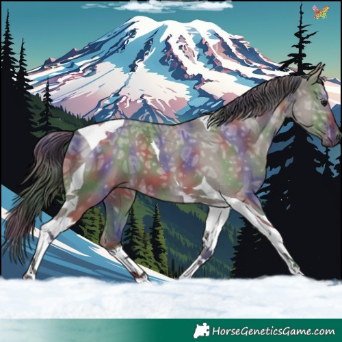 Horse Color:Nacre Smoky Grullo Ice Tobiano 