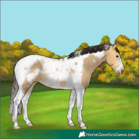 Horse Color:Buckskin Dun Tobiano Frame Rabicano