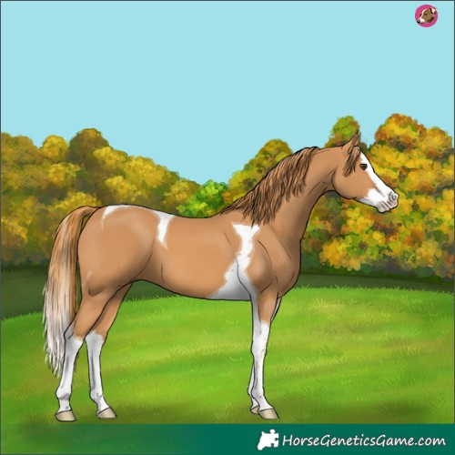 Horse Color:Chestnut Splash Tobiano 